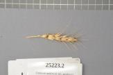 Click for 1 image(s) for this accession. Spike